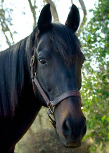 houston adoption ready rescue bucket thoroughbred equine redbucketrescue