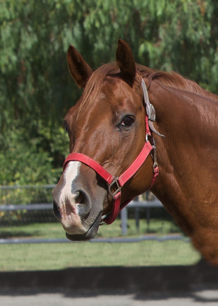 Darla Red Bucket Equine Rescue