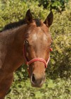 Roxy | Red Bucket Equine Rescue