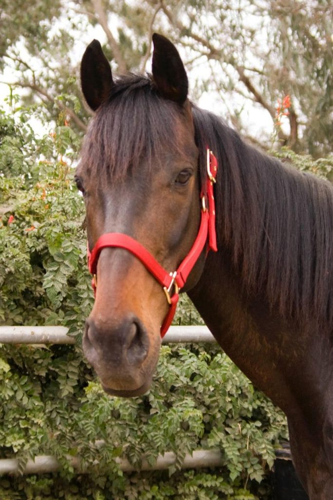 Houston Red Bucket Equine Rescue