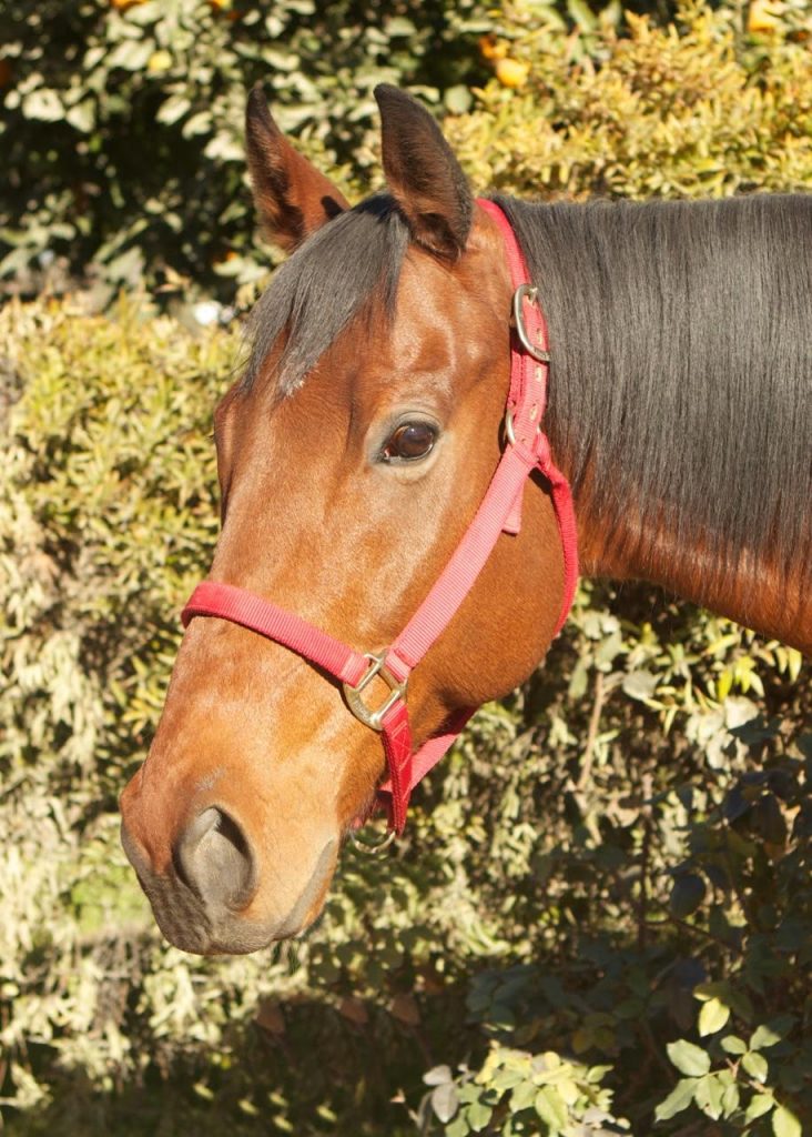Robin Red Bucket Equine Rescue