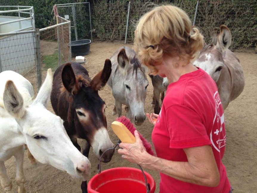 The Girls Red Bucket Equine Rescue