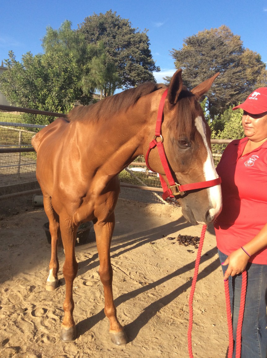 Red Bucket Equine Rescue 255 Crescendo Red Bucket Equine Rescue