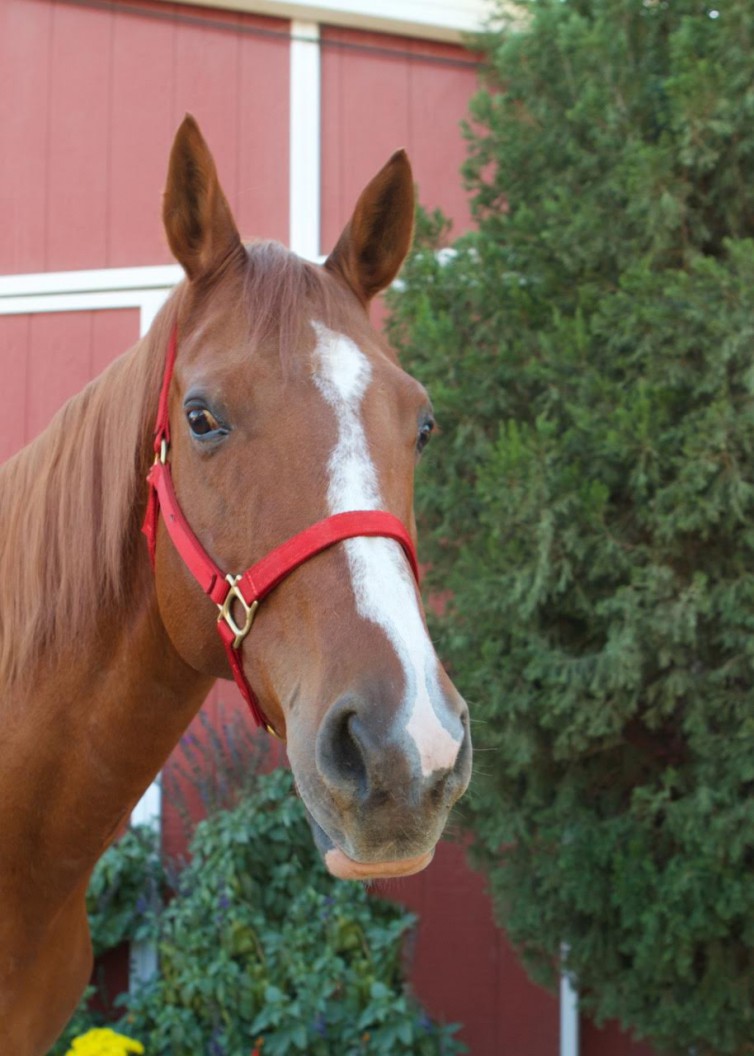 Autumn Red Bucket Equine Rescue