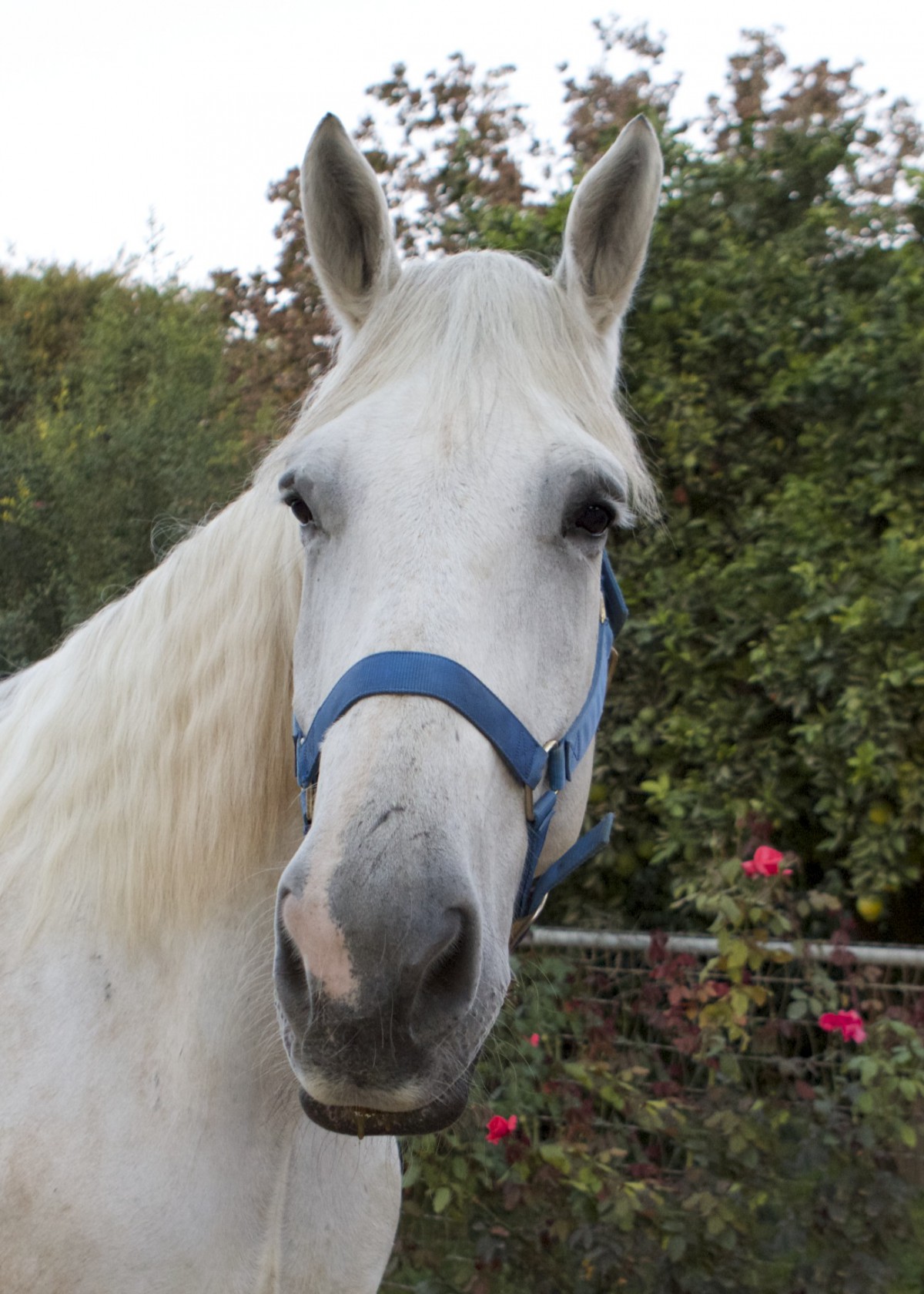 Loved and Lost Red Bucket Equine Rescue