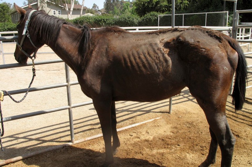 Red Bucket Equine Rescue Adoption Update! Red Bucket Equine Rescue