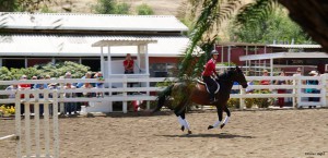 willow cantering update 5.15
