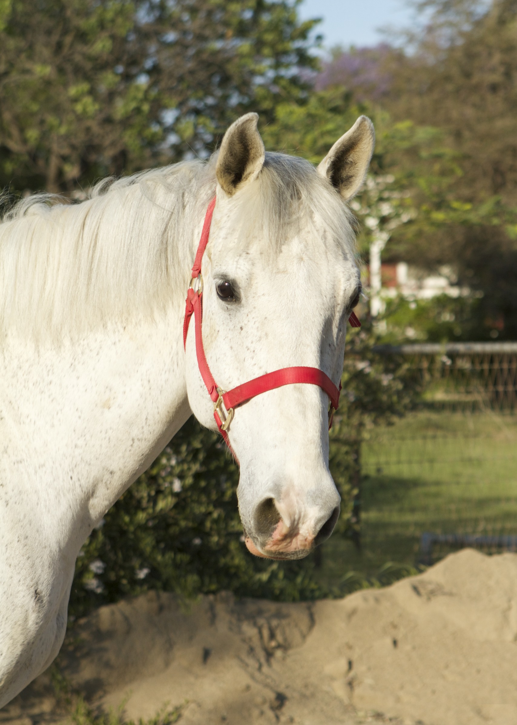 Mustang Horse Adoption Sale