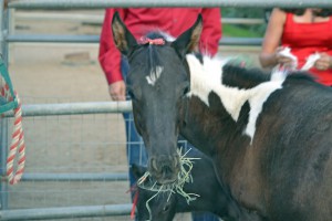 Red Bucket Horse Rescue Gala20151024DSC_3122.NEF0011_edited-1
