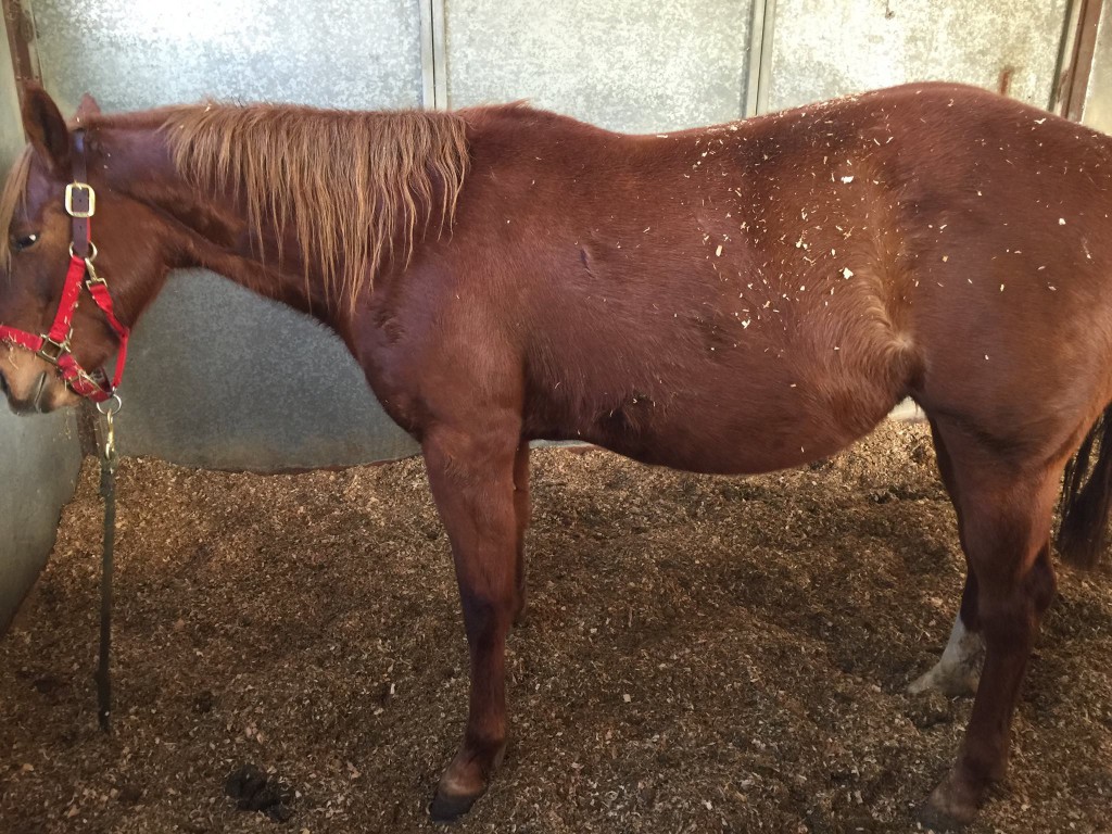 Red Bucket Equine Rescue 315Stella Red Bucket Equine Rescue