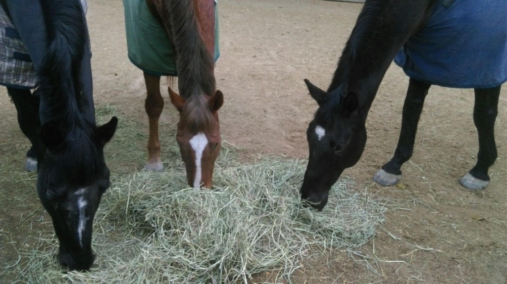 Adoption Update Viroko Red Bucket Equine Rescue