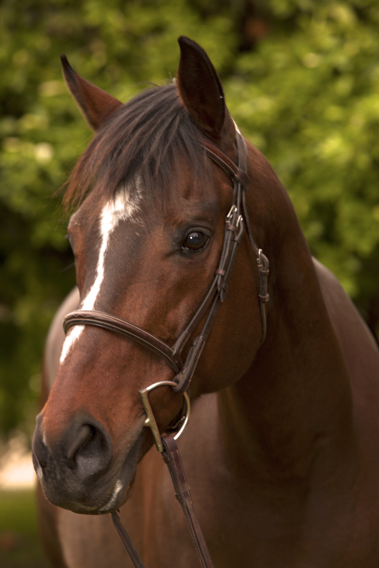 Ready for Adoption Red Bucket Equine Rescue