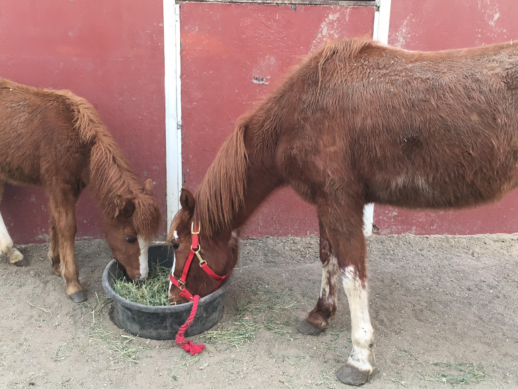 Red Bucket Rescue 356 Ella and 357 Clarabelle Red Bucket Equine Rescue