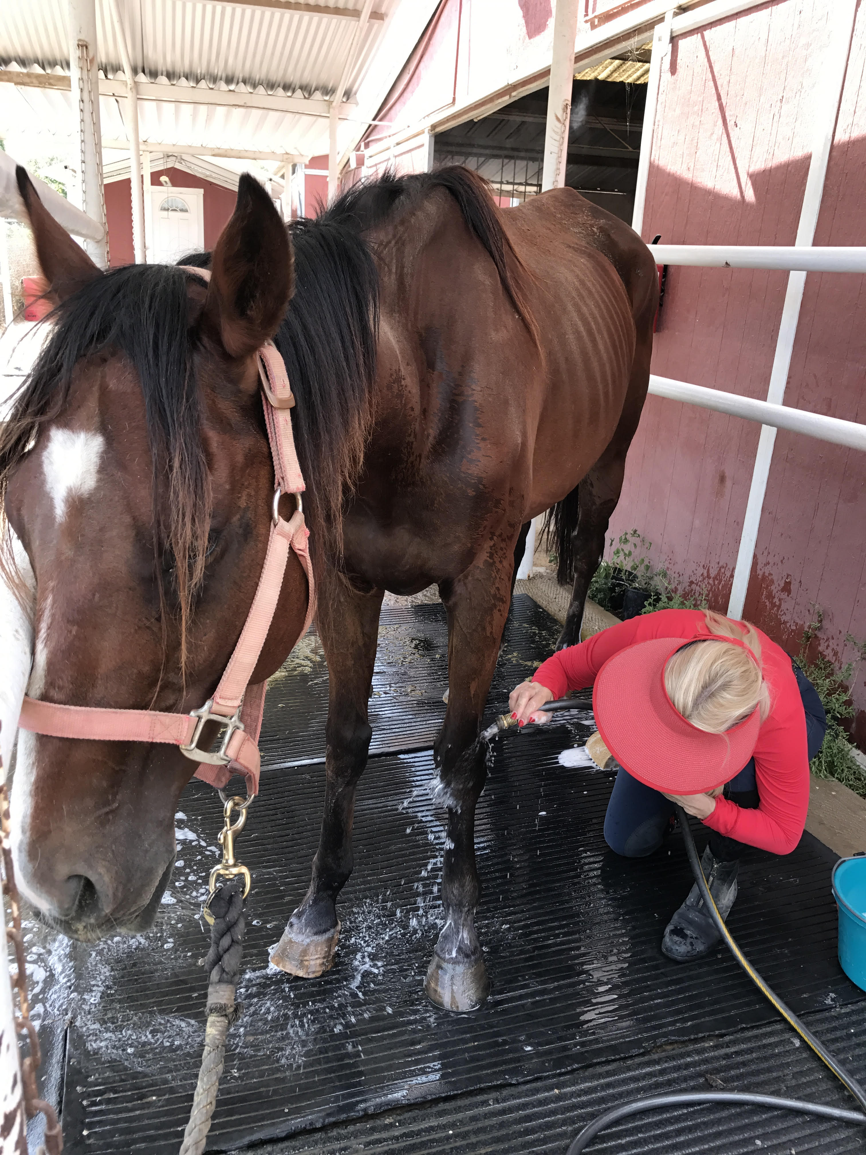 Meet Morgan, Red Bucket Equine Rescue #370 | Red Bucket Equine Rescue