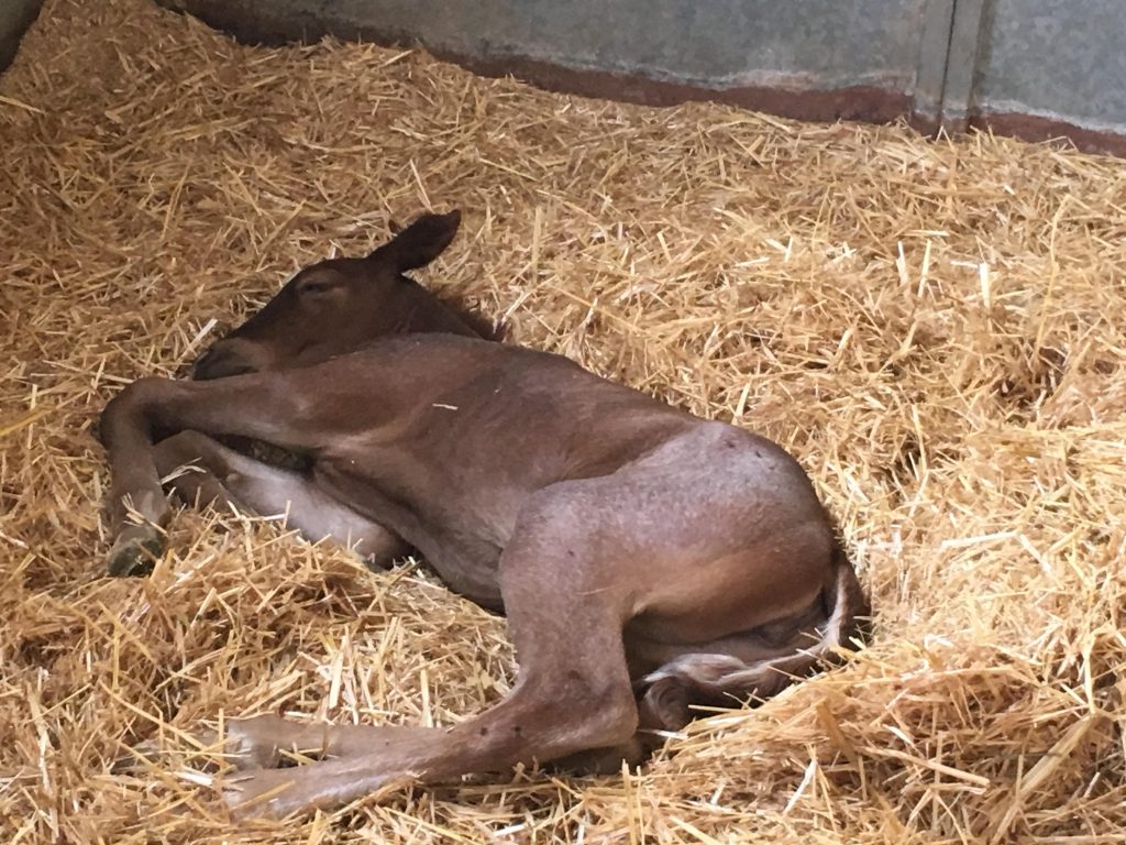 Red Bucket Equine Rescue 390 Dot RB Red Bucket Equine Rescue