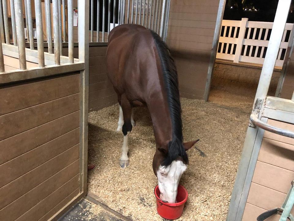 Brodie Update Red Bucket Equine Rescue