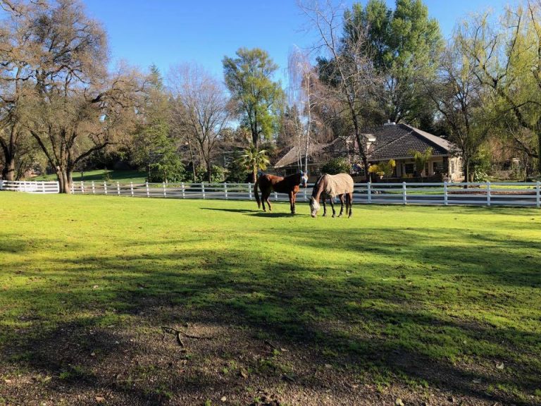 Red Bucket Equine Rescue Adoption Pilot Red Bucket Equine Rescue