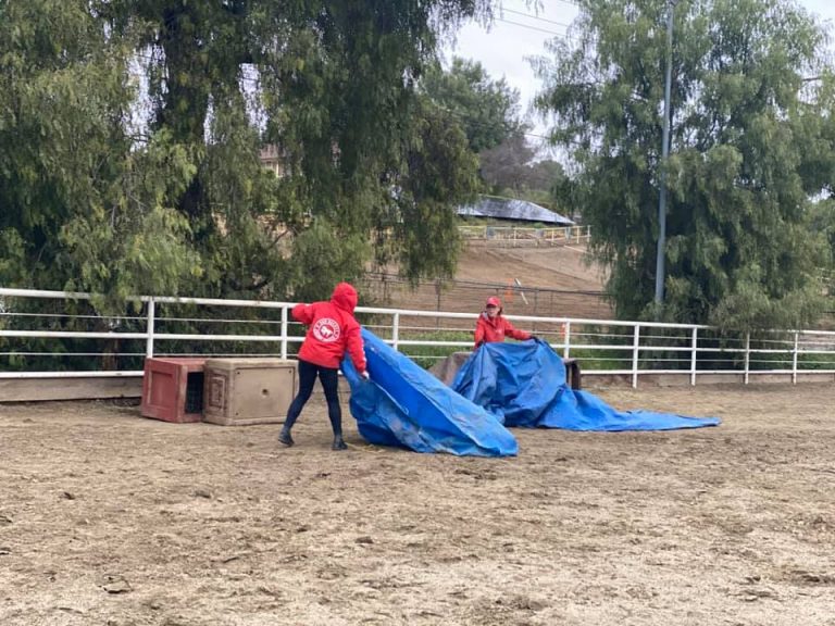 NEWS Red Bucket Equine Rescue