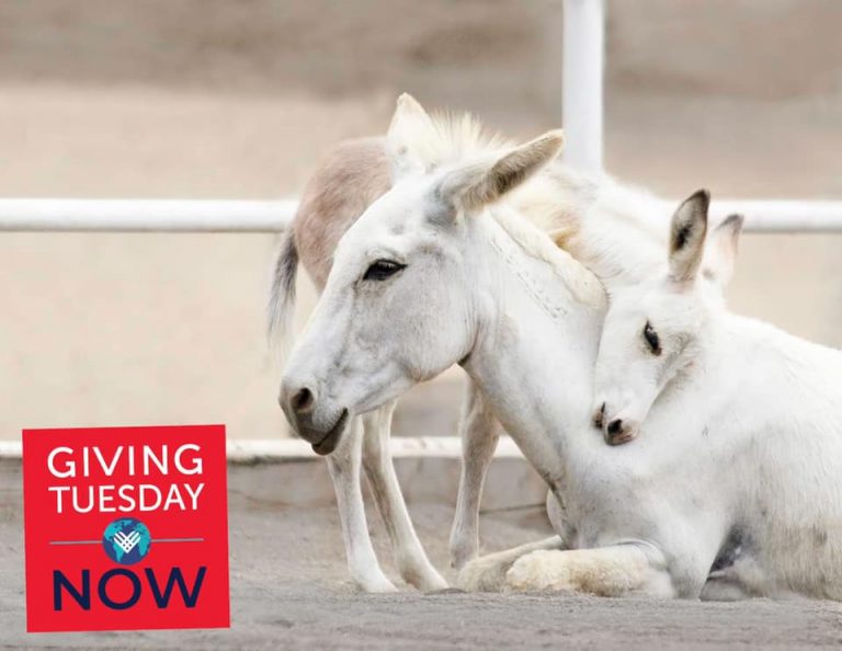 NEWS Red Bucket Equine Rescue